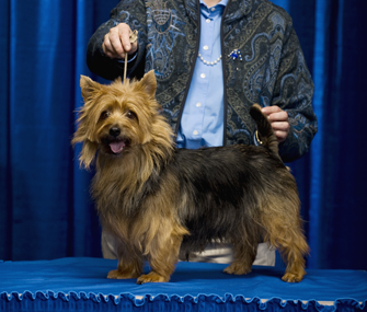 Handler with dog at dog show Handler with dog at dog show